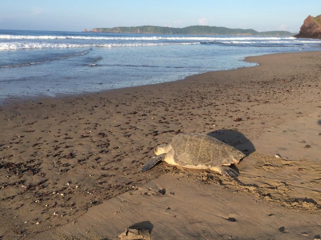  Tortue marine à Jalisco - 999 - roulotte sur la plage 