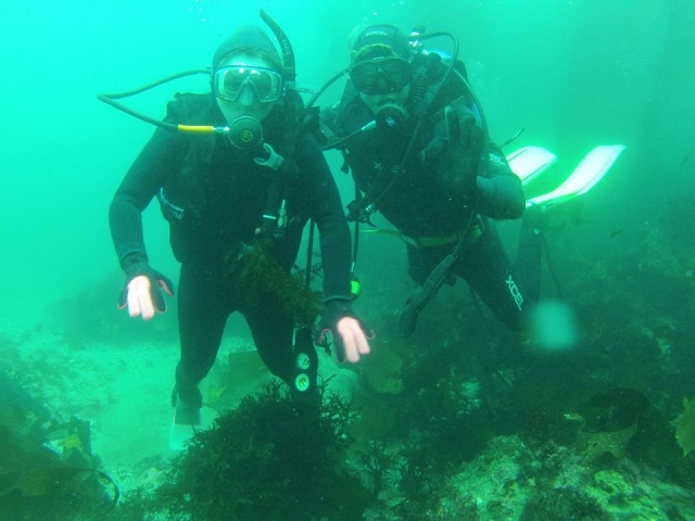  Dive in Arbolitos Cove and discover the seabed 