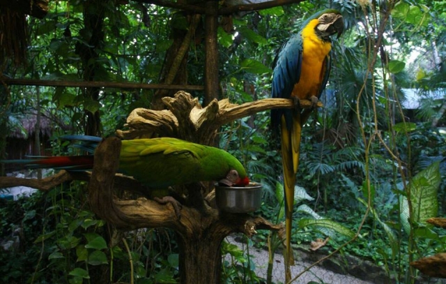  Fauna messicana 