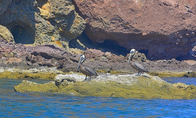  Pelicans in Isla Danzante 