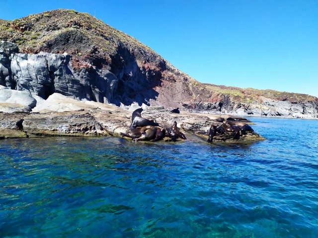  Sea lions in Coronados Island