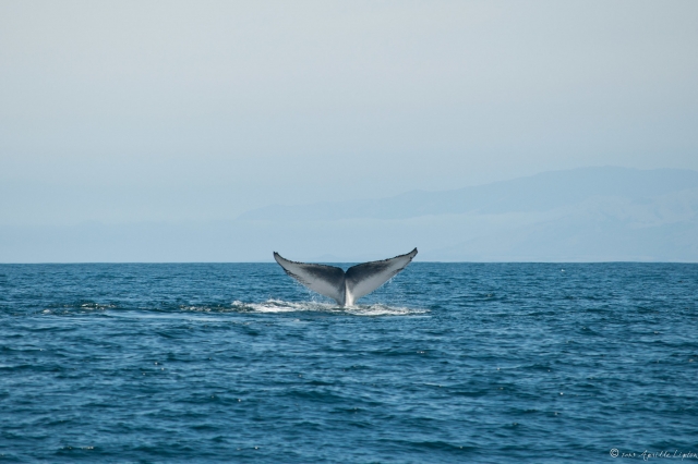  Blue whale watching 