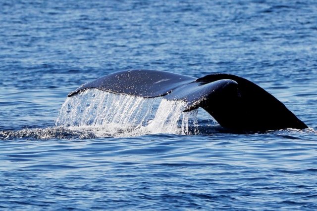 Whale watching in Loreto 