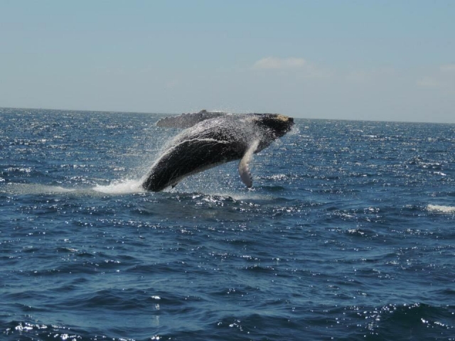  Balene nei cabos 