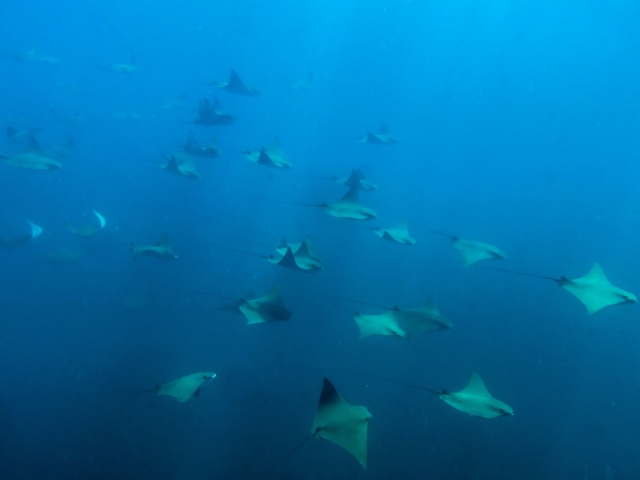 Impressive marine species 
