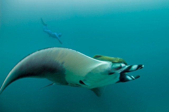  Marine wonders 