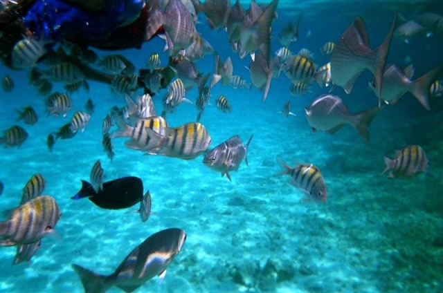 Fish in Cozumel 