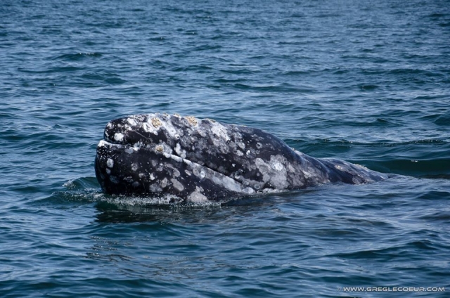 Increíble experiencia ver a las ballenas grises  en su hábitat  natural