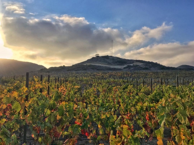  De magnifiques vignobles 