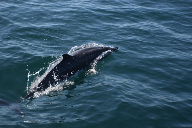  Beautiful dolphin 