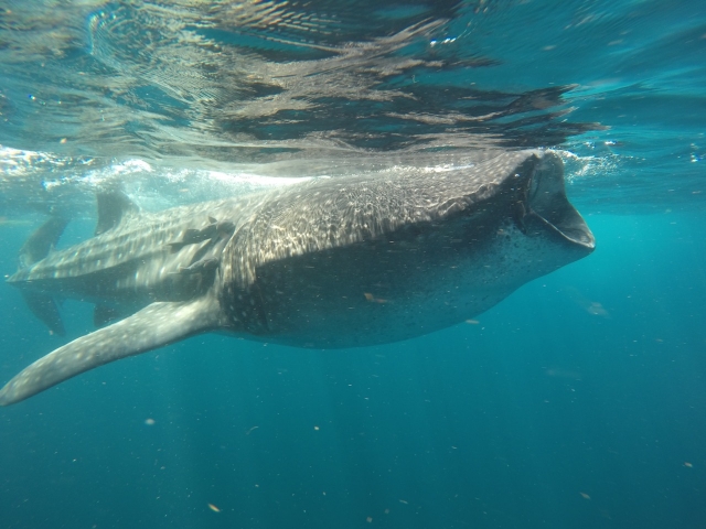 Tiburones ballena en su hábitat natural 