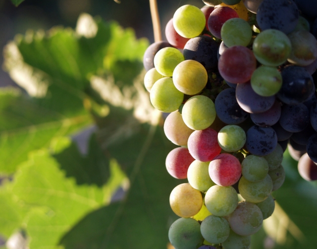  Production de vin 