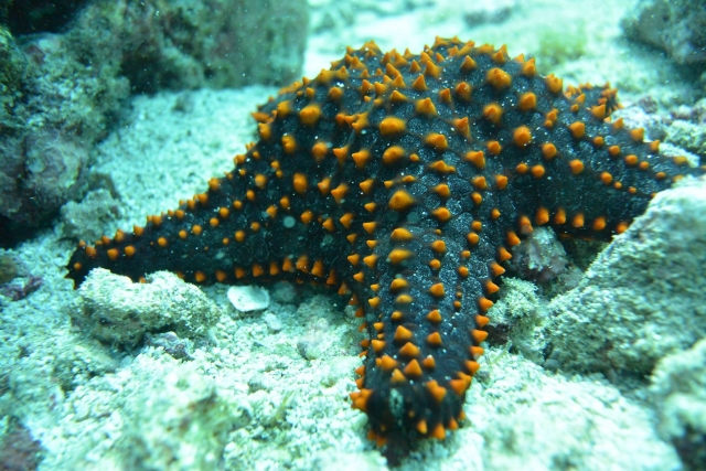  Wonders underwater 