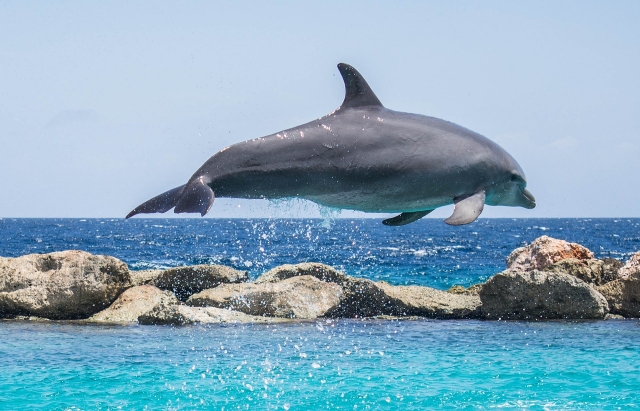  Dolphin jumping 