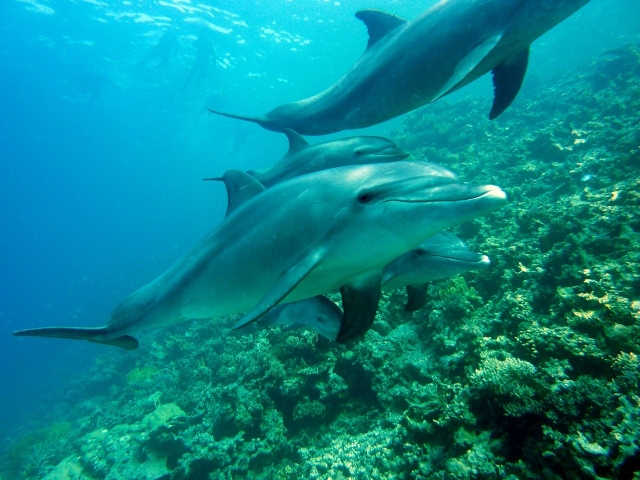  Swimming with dolphins 