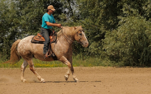 Passeggiata a cavallo guidata