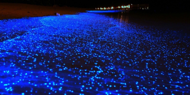  Bioluminescence Huatulco