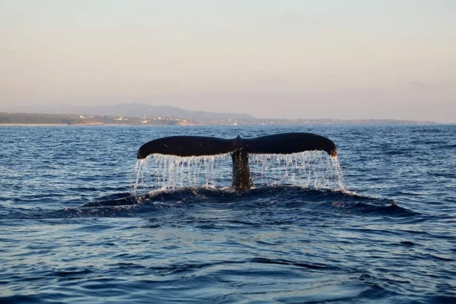  Humpback Whale in Zicatela 