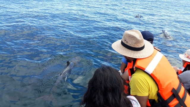  Dolphins in Puerto Escondido 
