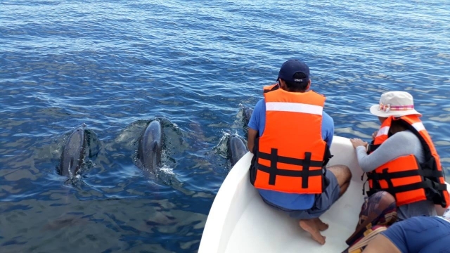  Dolphins in Zicatela 