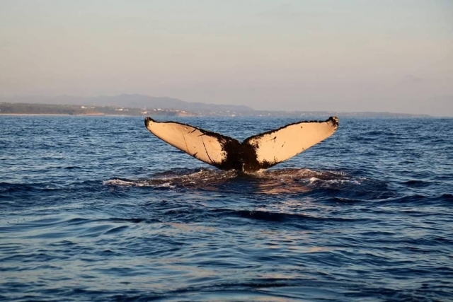  Baleine à Puerto Angelito 