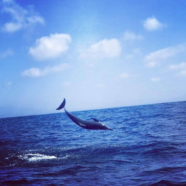  Dauphins sur la côte de Puerto Angelito 