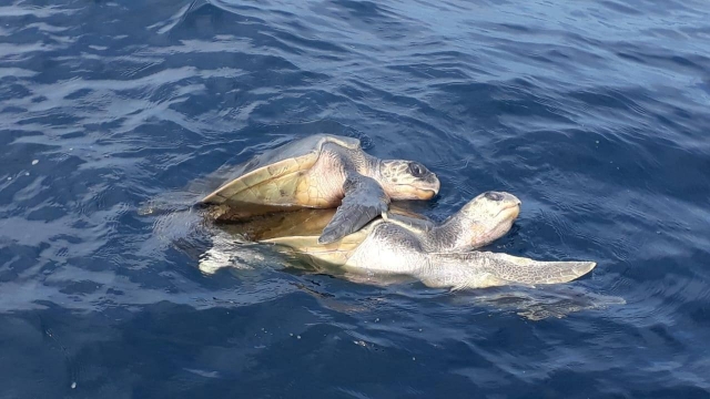  Tortues à Puerto Angelito 