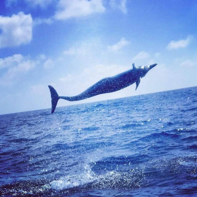  Flying fish in Puerto Escondido 