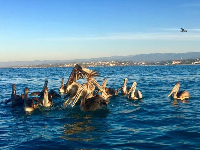  Fauna in Puerto Angelito 