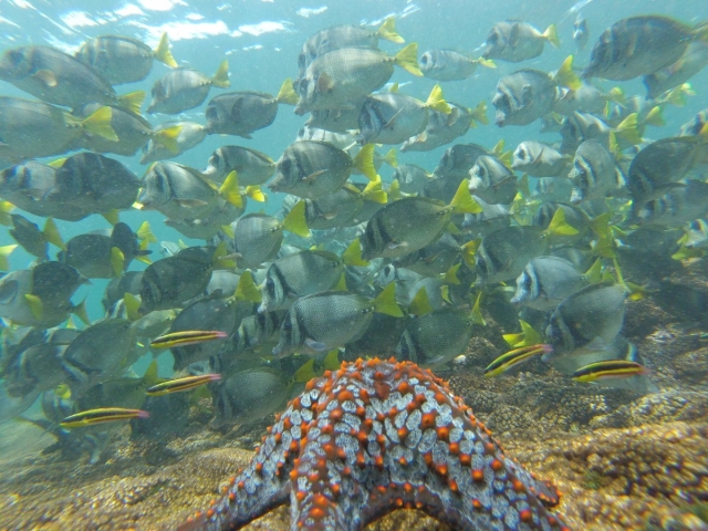  Découvrez le monde marin en snorkeling 