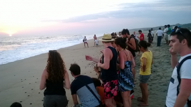  Bébés tortues marines