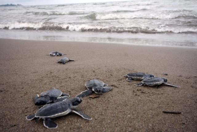  Vivez l'expérience de relâcher des bébés tortues 