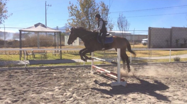  Discipline in horse jumping and dressage 