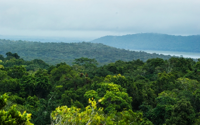  Maya-Dschungel in Quintana Roo-AlbertR 
