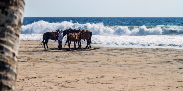 Strand und Pferde zum Spazierengehen 