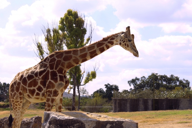Giraffe giganti