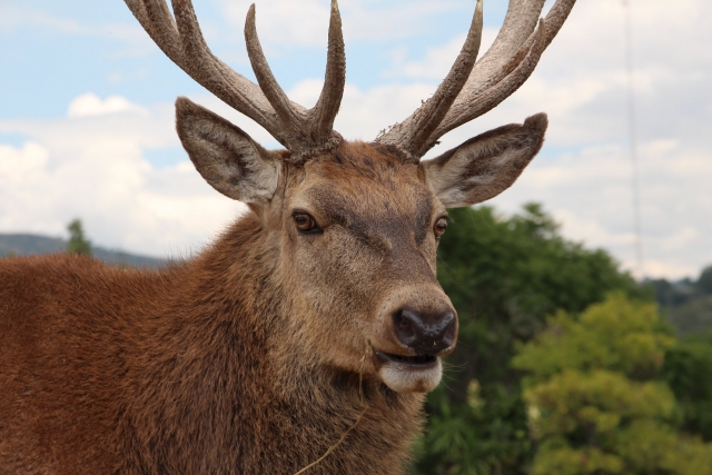 Vivere con gli animali