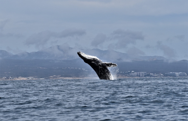 Giant whales 