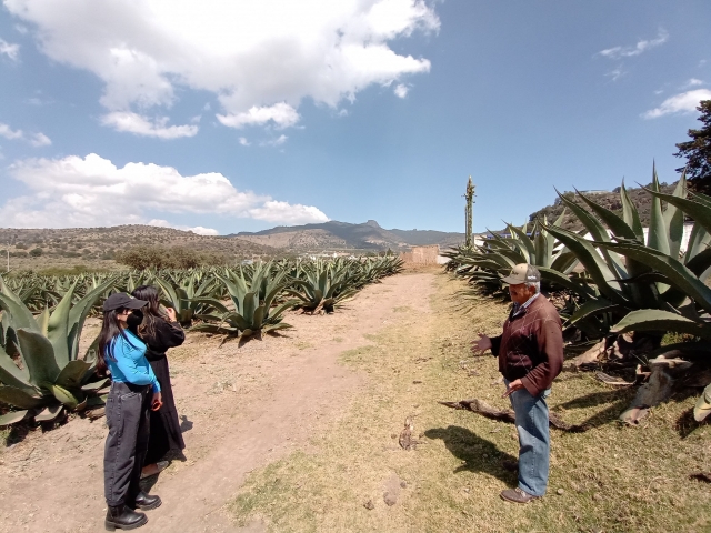  Agave e pulque 