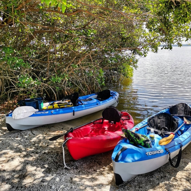  Kayak and mangroves 