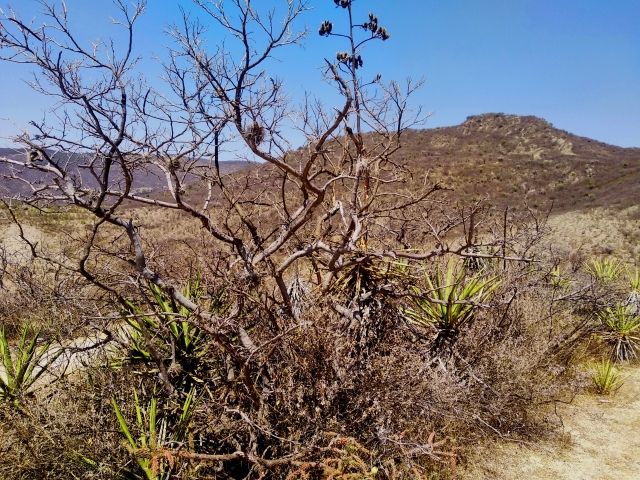 Arbustes et montagnes 