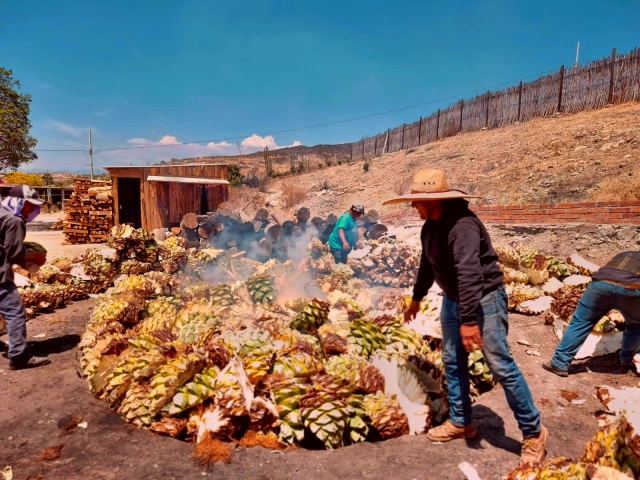  Produção mezcal 