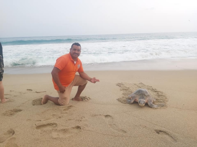  Tartarughe sulla spiaggia
