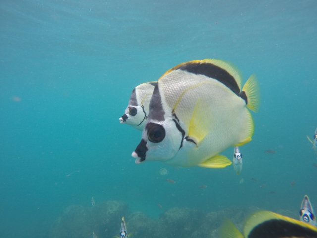  peixe tropical 