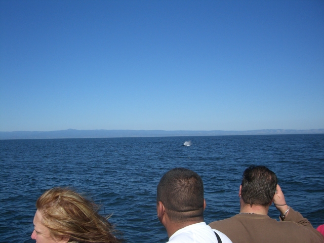 Apreciando las ballenas