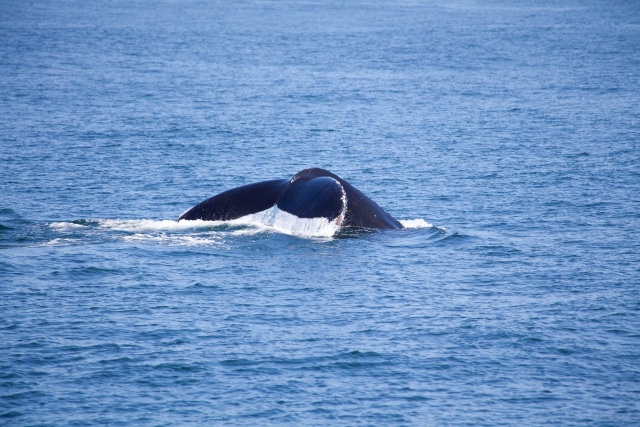 Cola de ballena