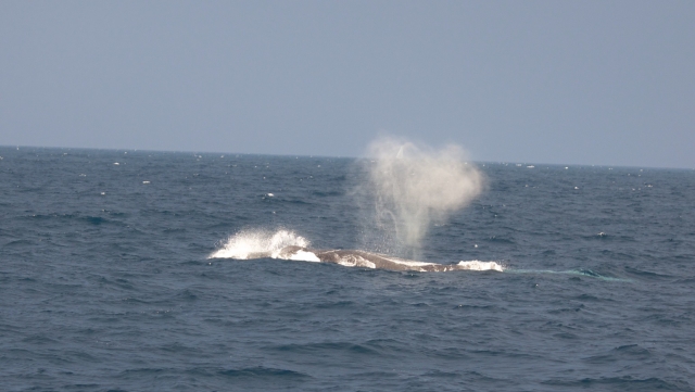 Saludo de ballena