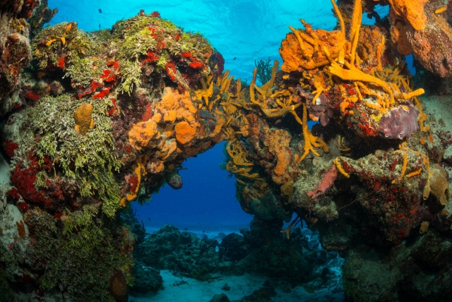 Cozumel Reefs