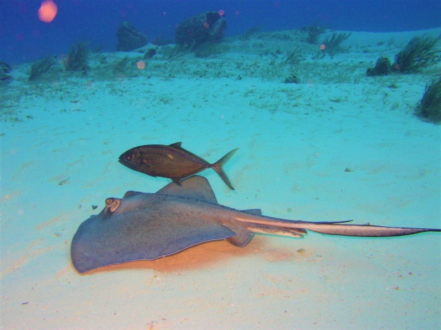 sting rays (2)