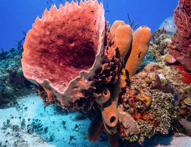 underwater-life-isla-Cozumel